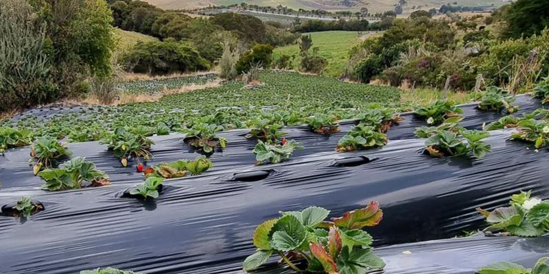 Las fresas de Sibaté se venderán en Francia
