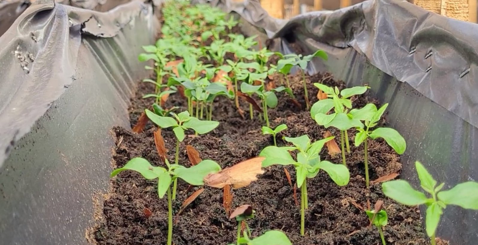 Cundinamarca reforesta para combatir el Cambio Climático 

