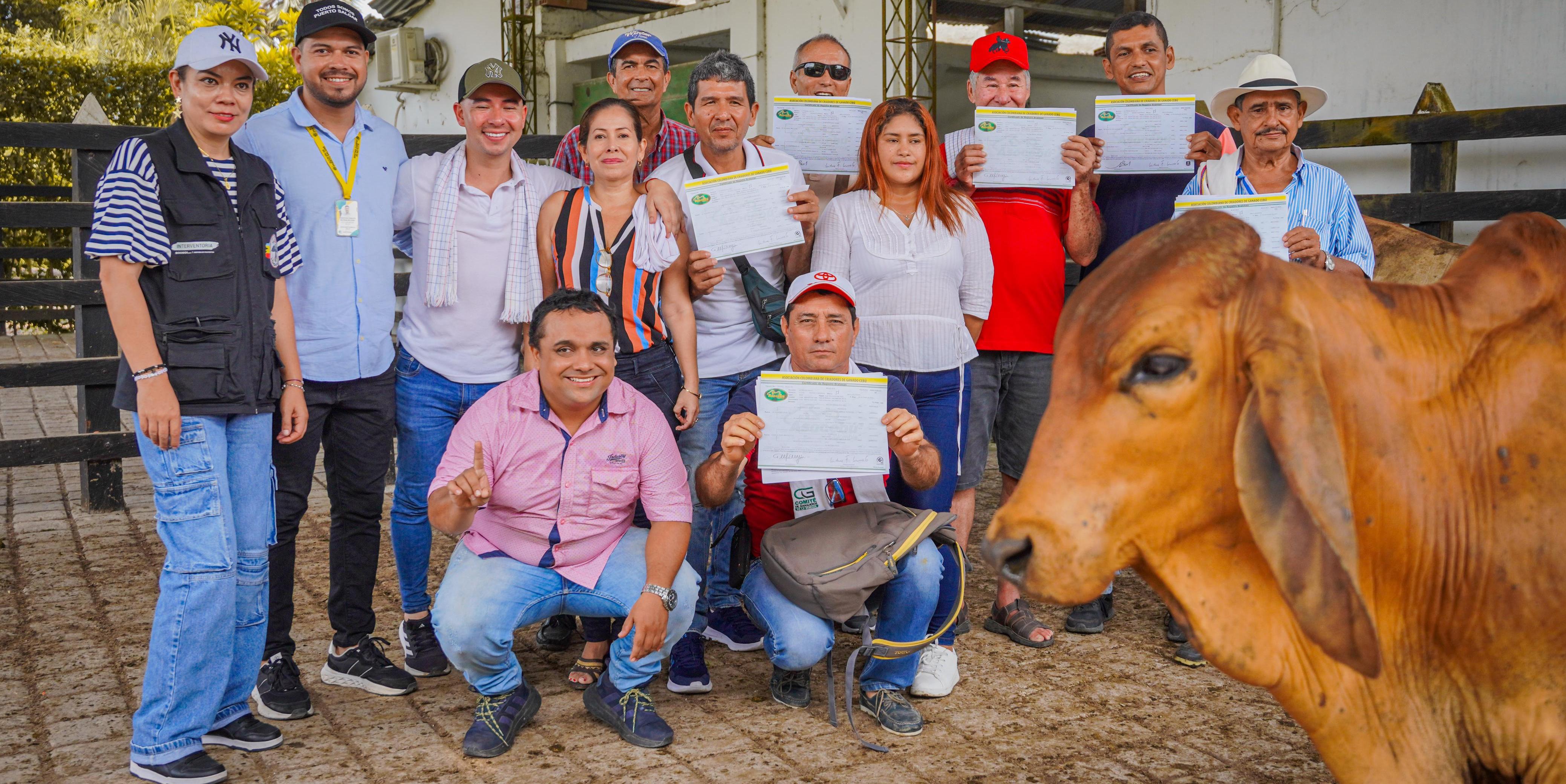 Gobernación de Cundinamarca impulsa la producción ganadera con entrega de ejemplares bovinos
